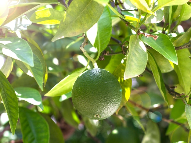 De plus en plus de fruits verts non mûrs orange sur l&#39;arbre