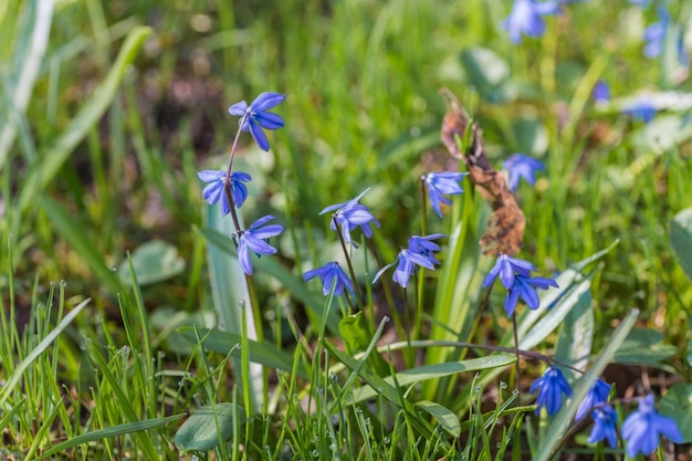 De plus en plus de jacinthes des bois de printemps bleu