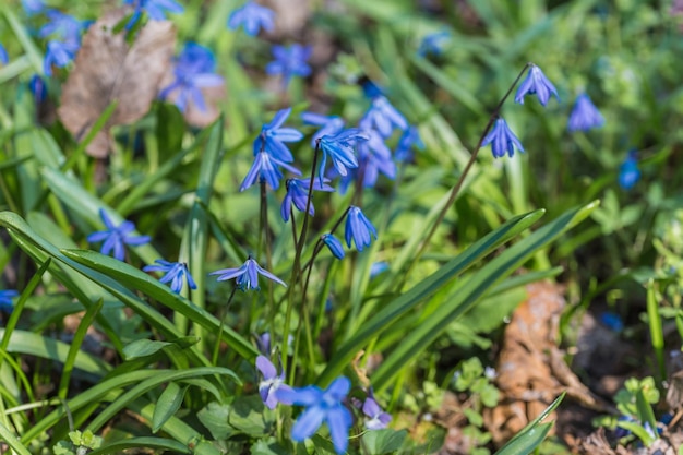 De plus en plus de jacinthes des bois de printemps bleu