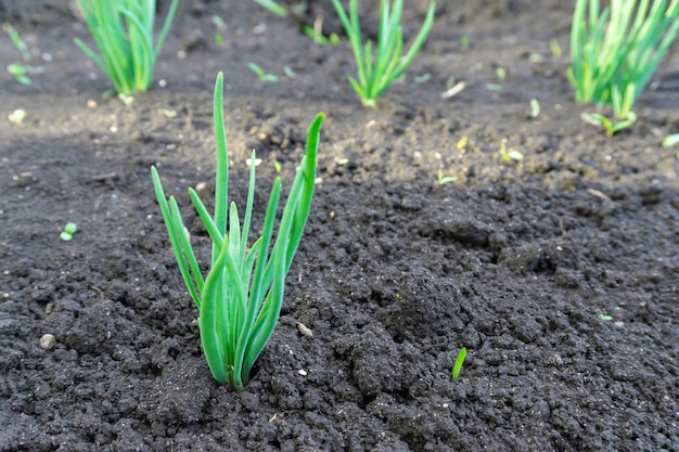 Photo de plus en plus de jeunes pousses de semis de maïs vert dans un champ agricole cultivé