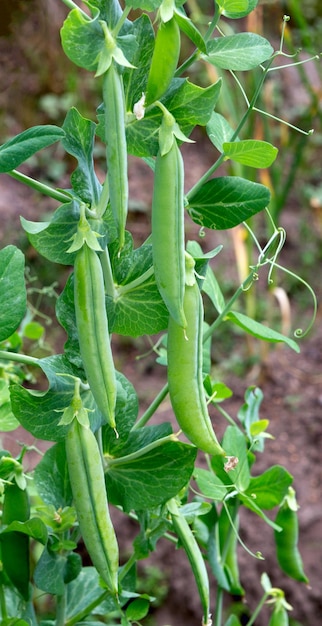 De plus en plus de plantes de pois