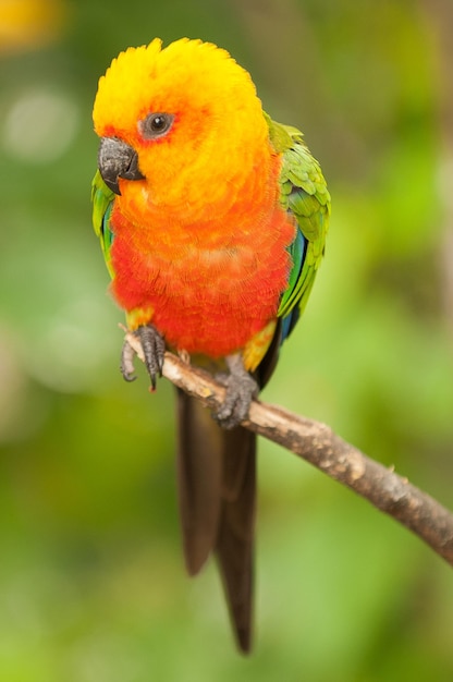 Photo plusieurs animaux dans le zoo du brésil parmi eux des oiseaux des singes des félins des zèbres des oiseaux tropicaux