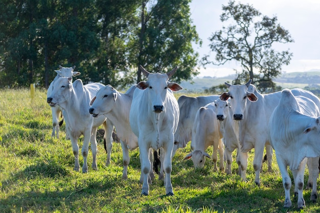 Plusieurs bœufs et vaches Nelore dans le pâturage