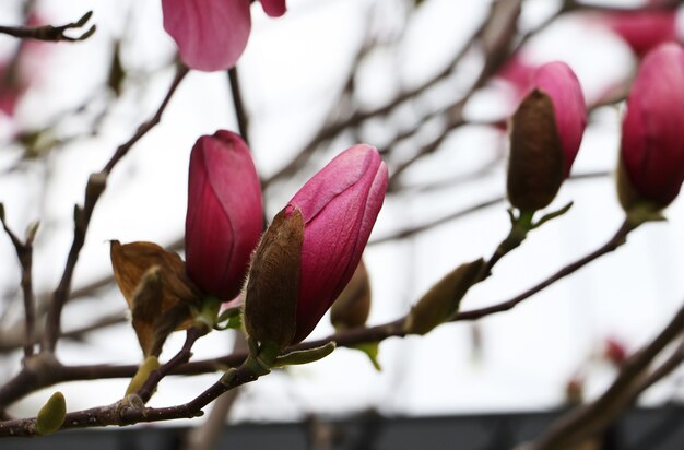 Plusieurs bourgeons fermés de magnolia, têtes de fleurs sur la branche.Photographie en gros plan.Photographie en gros plan.