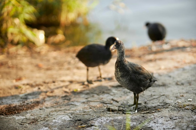 plusieurs canards Fulica atra marchent sur la rive du lac au coucher du soleil. Canards Fulica atra sur le lac