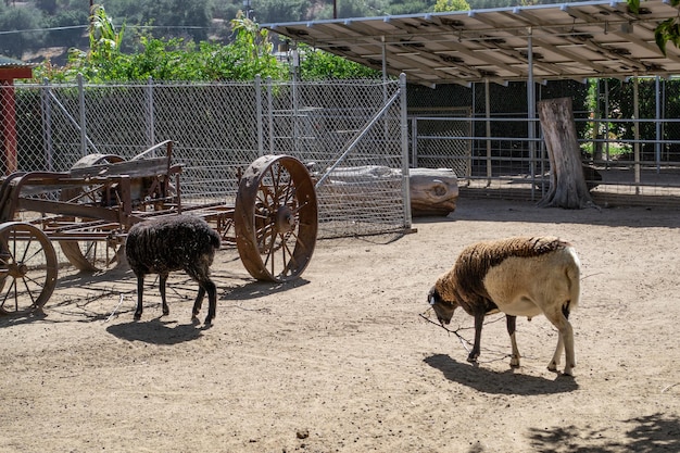 Plusieurs chèvres paissant dans une ferme