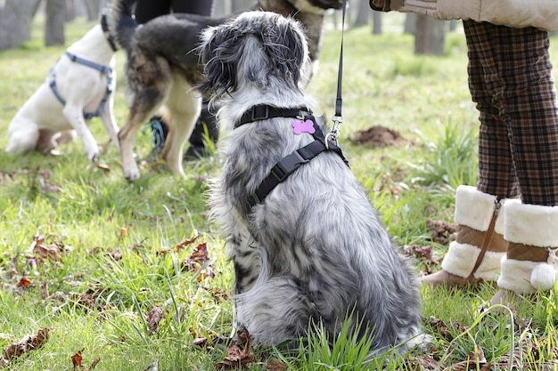 Plusieurs chiens et leurs propriétaires dans un parc à chiens