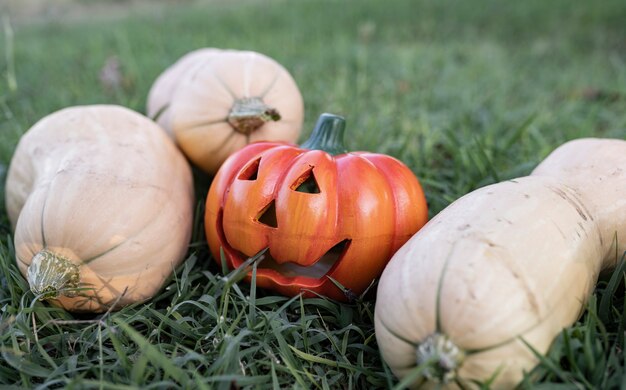 Plusieurs citrouilles d'halloween sur l'herbe