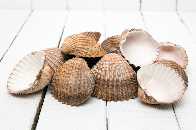 Plusieurs coquilles de palourdes isolées