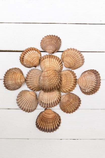 Plusieurs coquilles de palourdes isolées