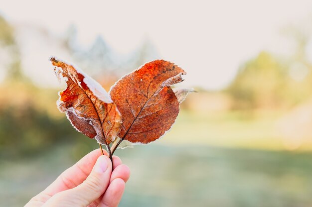 Plusieurs feuilles moche de pomme orange rouge tombée avec des cristaux de givre blanc et froid dans la main d'une femme sur fond de clairière inondée de soleil dans le jardin par un matin glacial d'automne tôt