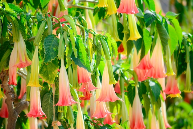 Plusieurs fleurs de brugmansia un jour ensoleillé