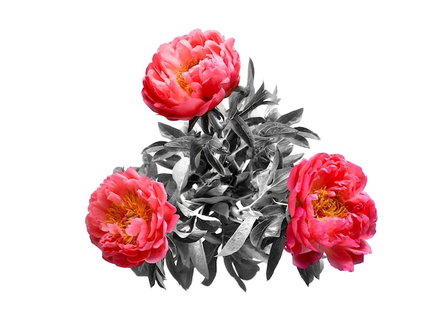 Plusieurs fleurs de pivoine rose disposées sur du papier rose assorti. Image tonique, vue de dessus, mise à plat. Composition florale naturelle tendance et décontractée. Conception de cartes de voeux dans des tons roses et gris sur fond blanc