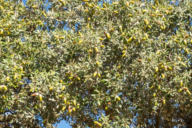 Plusieurs glands verts et bruns accrochés aux branches d'un chêne au début de l'automne