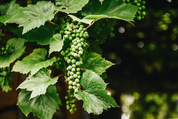 Plusieurs Grappes De Raisins Verts Non Mûrs En Développement Suspendus à Une Vigne.