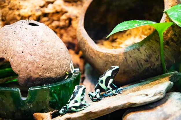 Plusieurs grenouilles vertes assises dans une mousse à l'étang