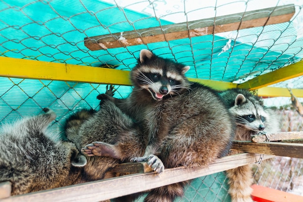 Plusieurs mignons ratons laveurs moelleux dans une grande cage dans un parc naturel