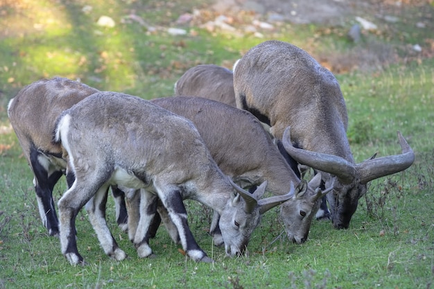 Photo plusieurs moutons mangent de l'herbe