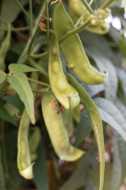 Photo plusieurs noix de kratok ou avec le nom scientifique phaseolus lunatus sont encore sur l'arbre