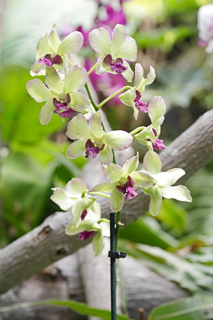 Plusieurs orchidées vert clair dans une serre