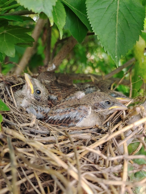 Plusieurs petits poussins gris dans le nid agrandi sous les feuilles