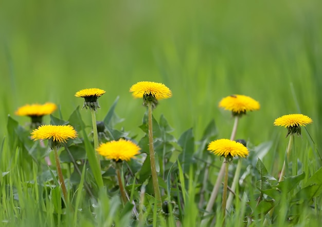 Plusieurs pissenlits jaune vif