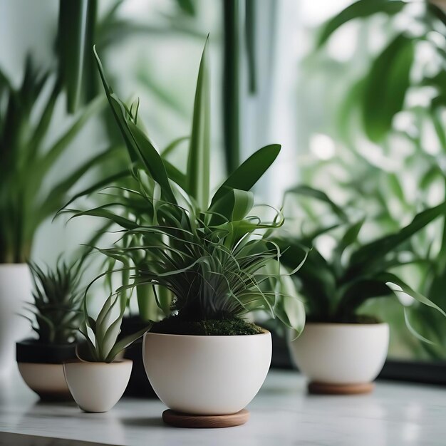 plusieurs plantes sont alignées sur une table dont l'une est une plante en pot