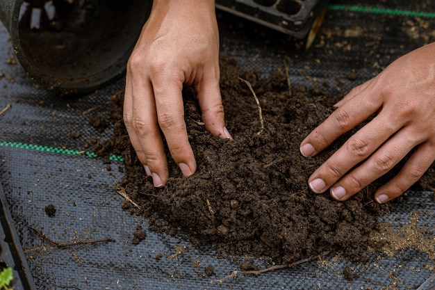 plusieurs plantes vertes rempotées dans des pots de plus grande taille pour permettre aux plantes de grossir