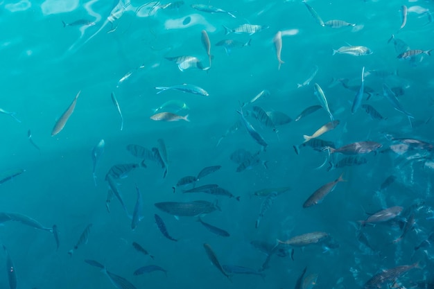 Plusieurs poissons dans l'océan vus d'un port de pêche