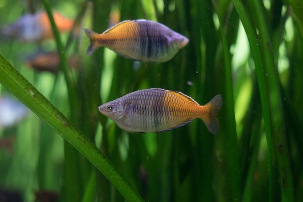 Plusieurs poissons Rainbow Melanotaeniidae dans le gros plan de l'aquarium