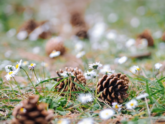 Plusieurs pommes de pin ou de fourrure tombées sur le sol dans les bois avec des fleurs de marguerite