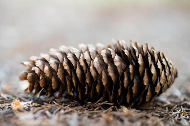 Plusieurs pommes de pin tombées sur le sol dans la forêt en été