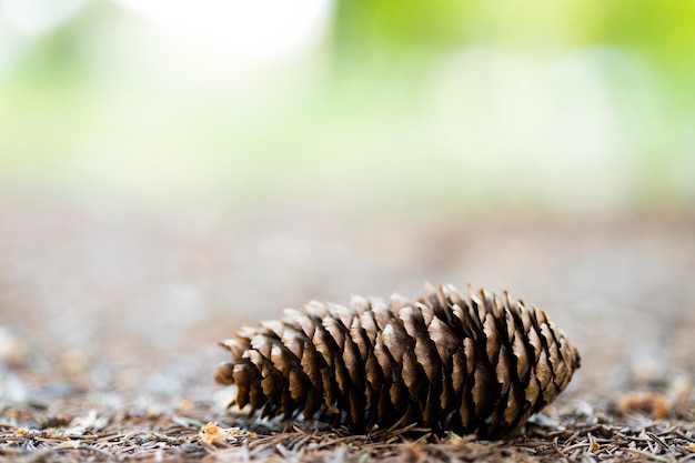 Plusieurs pommes de pin tombées sur le sol dans la forêt en été