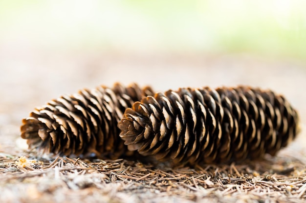 Plusieurs pommes de pin tombées sur le sol dans la forêt en été