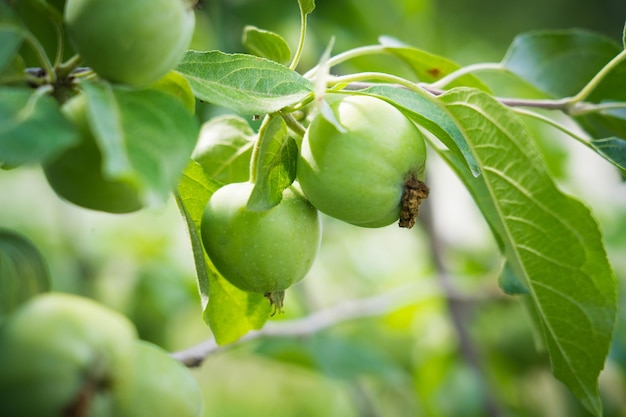 Plusieurs pommes vertes aigres non mûres sur une branche.