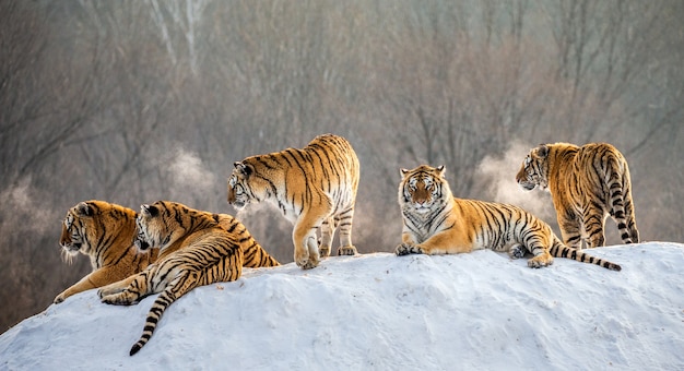 Plusieurs tigres de Sibérie sur une colline enneigée