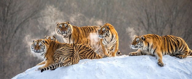 Plusieurs tigres de Sibérie sur une colline enneigée