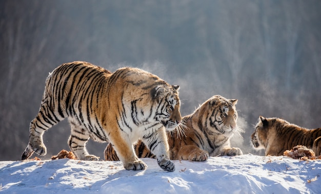 Plusieurs tigres de Sibérie sur une colline enneigée