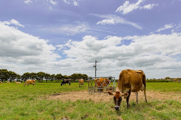 Plusieurs vaches étiquetées mangent de l'herbe dans la ferme australienne par une journée ensoleillée et nuageuse