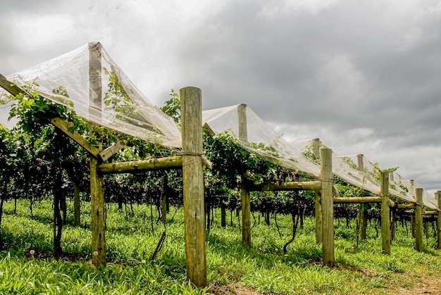 Plusieurs variétés de raisins prêts à être récoltés dans les vignes de la terre de Santa Catarina au Brésil
