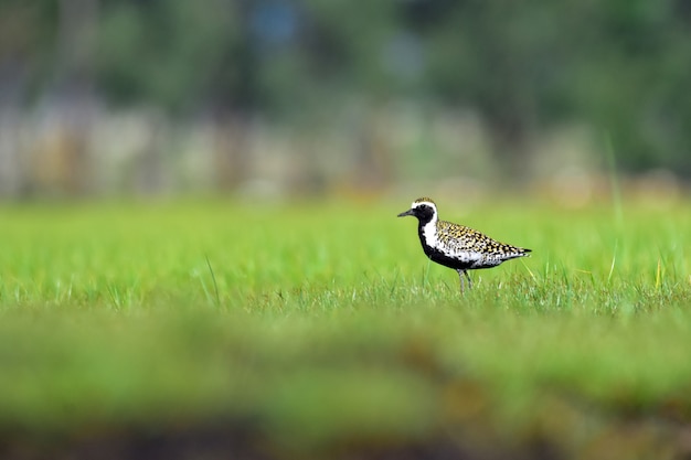 Pluvier doré européen à l'herbe