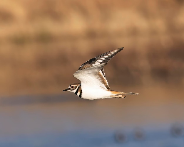 Pluvier kildir volant le long d'un lac avec des ailes vers le haut