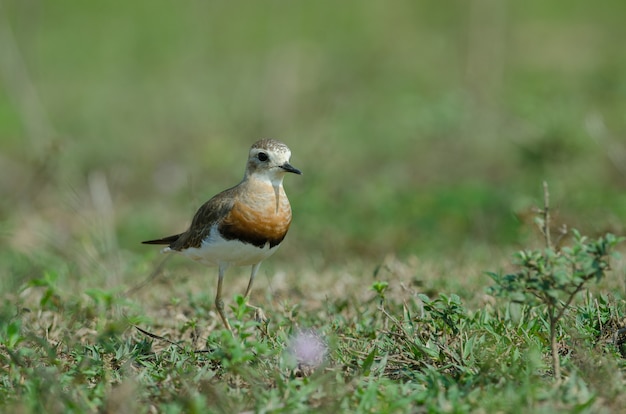 Pluvier oriental (Charadrius veredus)