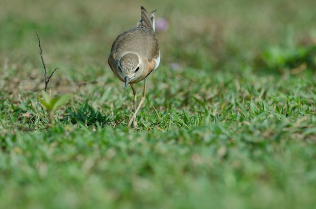 Pluvier oriental (Charadrius veredus)