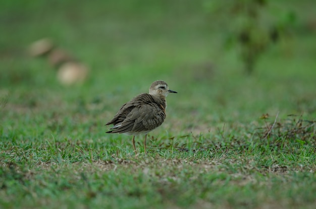 Pluvier oriental (Charadrius veredus)