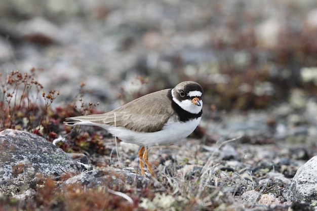 Pluvier semipalmé trouvé parmi l'herbe arctique