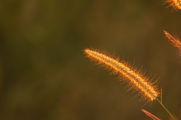 Poaceae herbe fleurit dans les rayons du soleil levant fond.