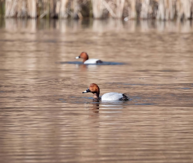 Le pochard commun coule des roseaux secs en arrière-plan