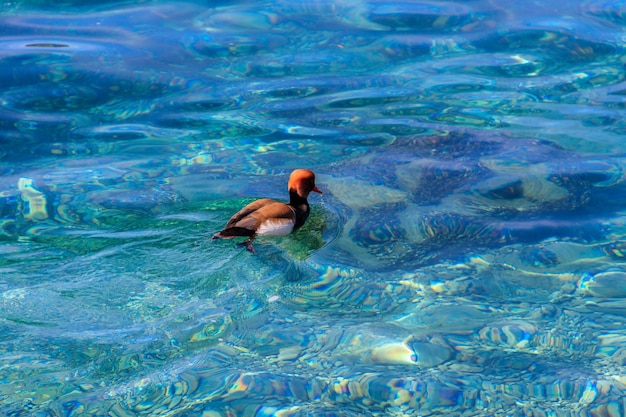 Photo le pochard à crête rouge netta rufina nageant dans un lac