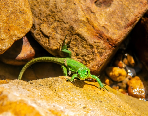 Podarcis waglerianus Lézards à l'état sauvage